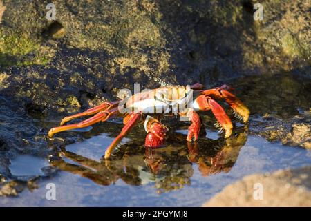 Sally Lightfoot Crab (Grapsus grapsus) from the Galapagos Islands Stock Photo