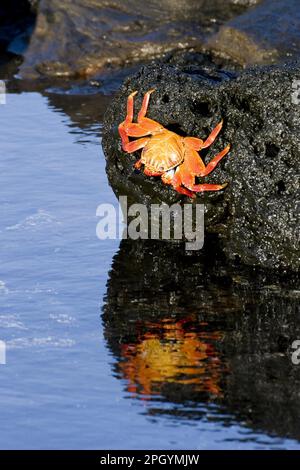 Sally Lightfoot Crab (Grapsus grapsus), on the Galapagos Islands Stock Photo