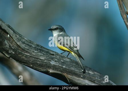 Pied Flycatcher, Songbirds, Animals, Birds, Western Yellow Robin (Eopsaltria griseogularis) Australia Stock Photo