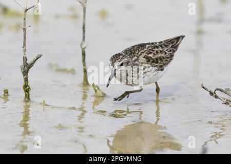 Least Sandpiper (Calidris minutilla) adult, breeding plumage, feeding in shallow water, Gulf Coast, Texas (U.) S. A Stock Photo