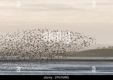 Dunlin (Calidris alpina) flock, in flight over estuary at sunset, The Swale, Isle of Sheppey, Kent, England, United Kingdom Stock Photo