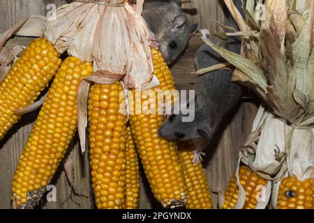 Fat Dormouse, Edible Dormouse (Glis glis), climbing on maize cobs hanging for drying, juveniles Stock Photo