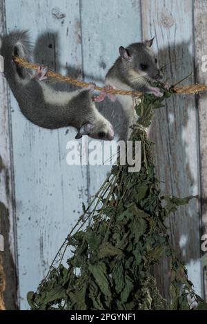 Fat Dormouse, Edible Dormouse (Glis glis), climbing on line with herbs for drying Stock Photo