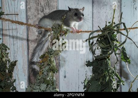 Fat Dormouse, Edible Dormouse (Glis glis), climbing on line with herbs for drying Stock Photo
