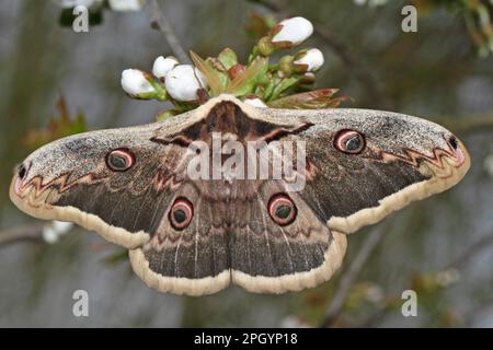 Viennese Moth Peacock Stock Photo