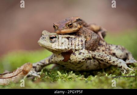 Common toads, toad migration Stock Photo