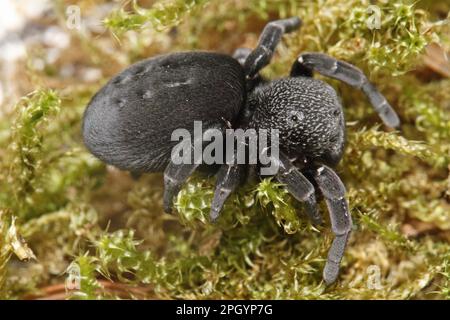 Ladybird spider, Eresus sandaliatus Stock Photo