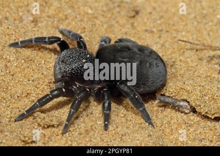 Ladybird spider, Eresus sandaliatus Stock Photo