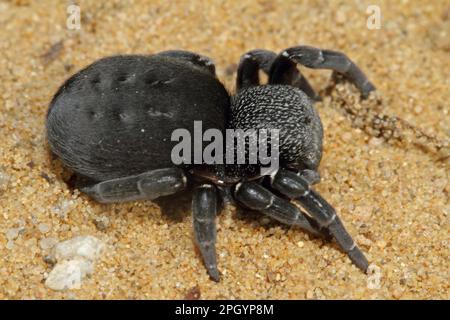 Ladybird spider, Eresus sandaliatus Stock Photo