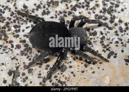 Ladybird spider, Eresus sandaliatus Stock Photo