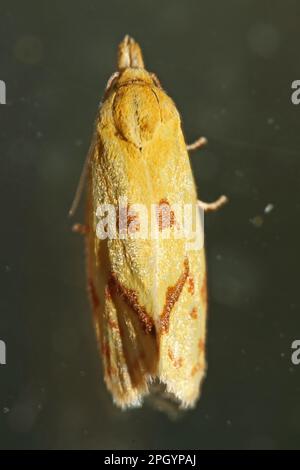 Hook-marked straw moth, Agapeta hamana Stock Photo