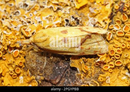 Hook-marked straw moth, Agapeta hamana Stock Photo