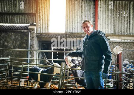 I think someone is hungry. a farmer tending to the calves on a dairy farm. Stock Photo