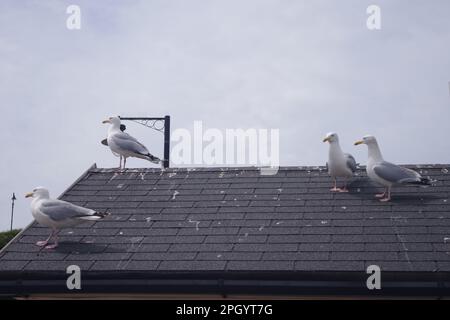 Group of seagulls on roof Stock Photo