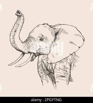 elephant hand drawn vector illustration realistic sketch Stock Vector ...