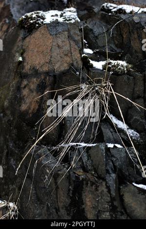 Grass Growing on Snowy Rock Face, 01 Stock Photo