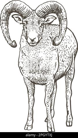 ram with horn, hand drawn, Vector illustration Stock Vector