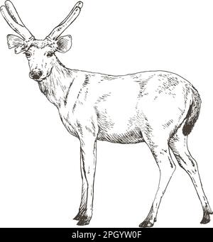sambal deer, hand drawn, vector illustration Stock Vector