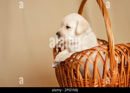 Labrador puppies in a wicker basket in the studio, photo of dogs Stock Photo