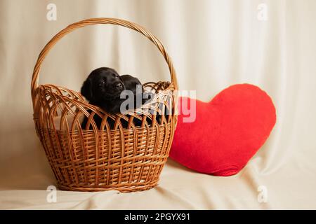 Labrador puppies in a wicker basket and next to a pillow in the shape of a red heart in the studio, photo of dogs and love Stock Photo