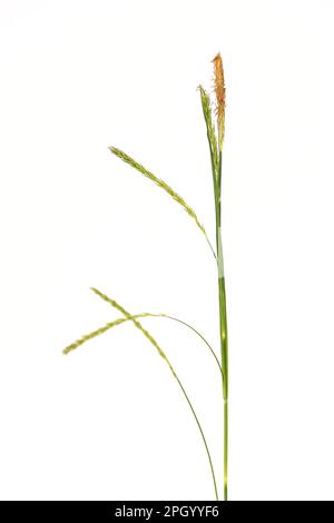 a stem of carex sylvatica against a white background Stock Photo