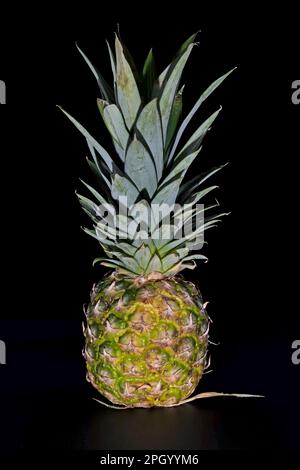 Whole fruit of a pineapple with leaves against a black background Stock Photo