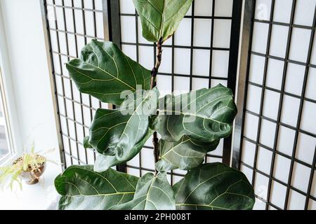 Natural house plant the fiddle leaf fig tree, Ficus lyrata growing in home living room. Stock Photo