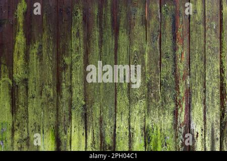 Old grungy wooden wall with lichen on weathered boards, background photo texture Stock Photo