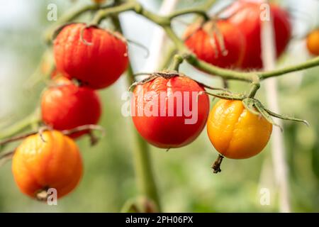 Tomatoes wither due to hot weather. Tomato fruits are affected by a bacterial disease. Tomatoes withered from pests. Autumn harvest. Stock Photo