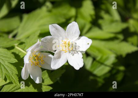 In the spring, the white flowers of the Anemon are grown vivid Stock Photo