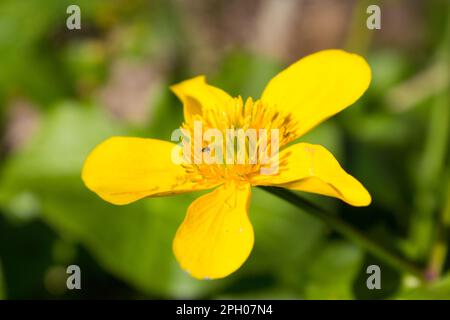 spring yellow flower grows in the swamp Stock Photo