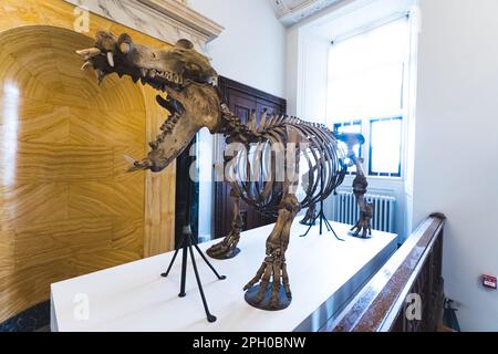 full shot of a hippopotamus skeleton in Wollaton Hall, Nottingham, UK. High quality photo Stock Photo