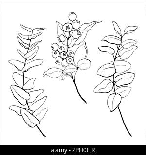 Set of blueberry, eucalyptus leaves and branches. Vector illustration of greenery. Stock Vector