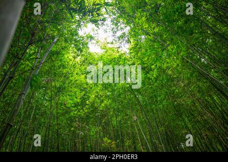 Looking up at a dense bamboo forest with lots of green leaves. At the top, the forest opens up at one point and lets in light Stock Photo