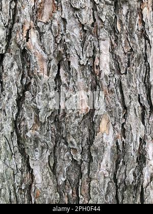 texture pine bark of old tree, abstract background Stock Photo