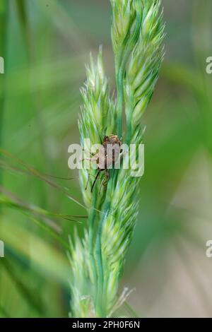 Natural vertical closeup on a small European carpophagus weevil , Curculio glandium , hanging on in the grass Stock Photo