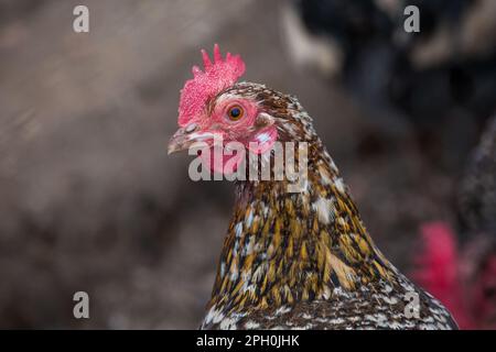 Motley/ mottled hen, breed Stoapiperl. The Stoapiperl/ Steinhendl is an endangered Austrian chicken breed Stock Photo