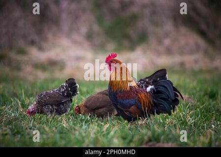 Group of Stoapiperl chickens.The Stoapiperl/ Steinhendl is an endangered Austrian chicken breed Stock Photo