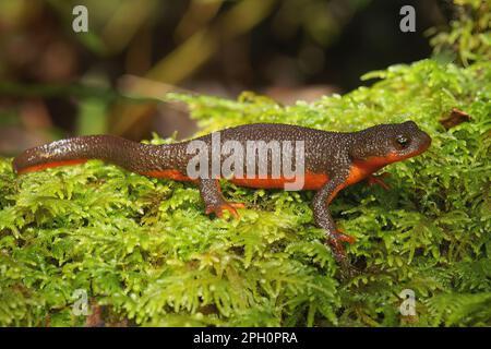 Natural Closeup on a rare adult hybrid female between protected Red-bellied newt, Taricha rivularis and the common Rough-skinned newt, Taricha granulo Stock Photo
