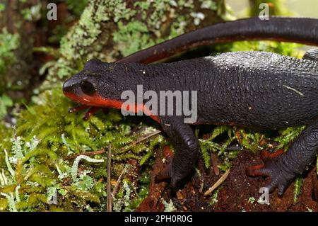 Detailed closeup on a rare and protected Taricha rivularis, Red bellied newt sitting on moss Stock Photo