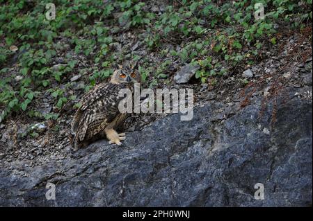 Young bird... European eagle owl ( Bubo bubo ) in a quarry. Stock Photo