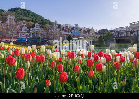 Beautiful tulip landscaping design in the four seasons garden of Everland Resort of Seoul, South Korea Stock Photo