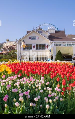 Beautiful tulip landscaping design in the four seasons garden of Everland Resort of Seoul, South Korea Stock Photo