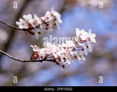 A cluster of beautiful pale pink Cherry tree blossom Stock Photo