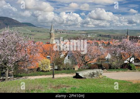 Springtime with Almond Blossom in Palatinate Wine Region,Germany Stock Photo