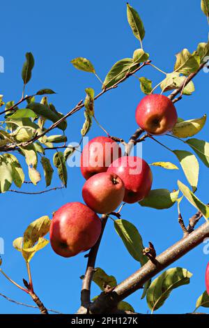 Ripe red apples growing on a tree with blue sky Stock Photo