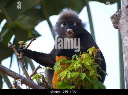 A female dusky leaf monkey with a baby eating leaf from on top of a tree Stock Photo