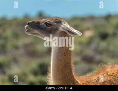 Profile portrait of Guanacos in the magellanic penguin sanctuary in Punta Tombo Stock Photo