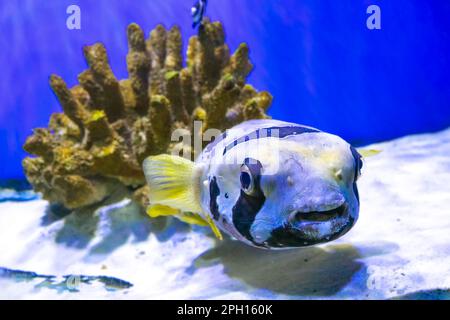 Black blotched porcupinefish or shortspine porcupinefish, Diodon liturosus in aquarium. Tropical fish on the background of corals in oceanarium pool Stock Photo