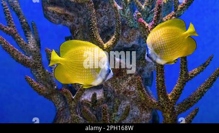 Beautiful bright yellow fish swimming in the aquarium, Sunburst butterflyfish, Chaetodon kleinii. Tropical fish on the background of aquatic coral ree Stock Photo